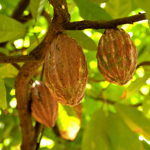 GOMMAGE DU CORPS AU CACAO - OvengLodge